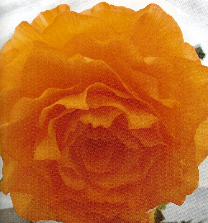 B. ‘Suzanne Redmayne’